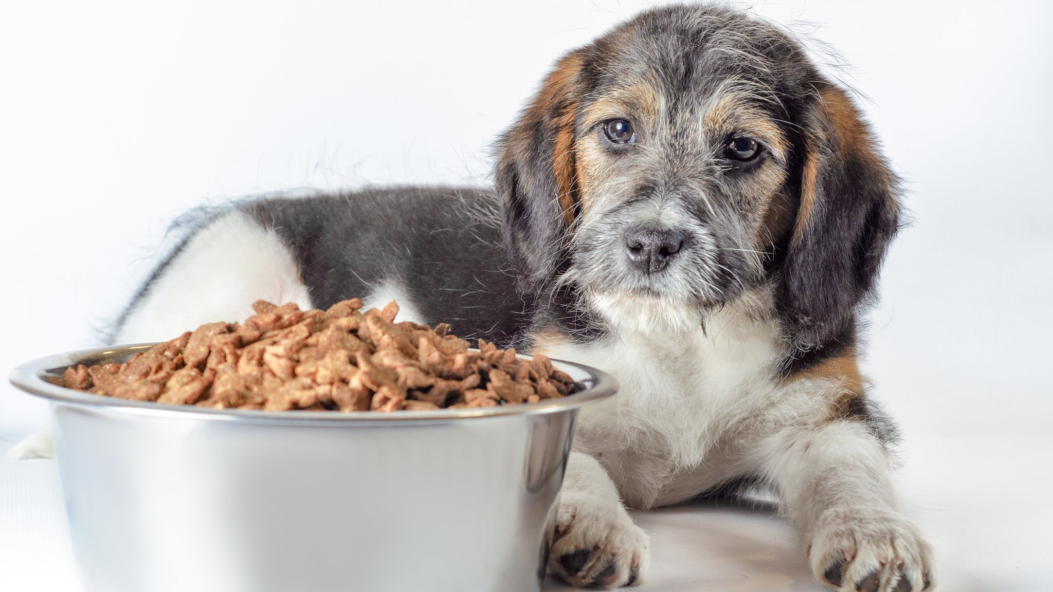 Hund liegt vor seinem Fressnapf mit Hundefutter | Bild: colourbox.de Hund liegt vor seinem Fressnapf mit Hundefutter