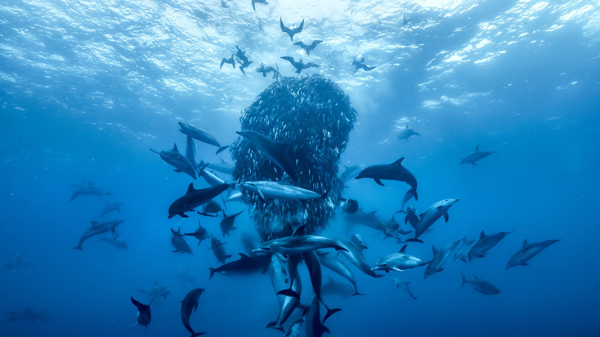 Haie und Seevögel laben sich an einem Fischschwarm direkt unter der Wasseroberfläche in einer Szene aus "Ozean mit David Attenborough". 