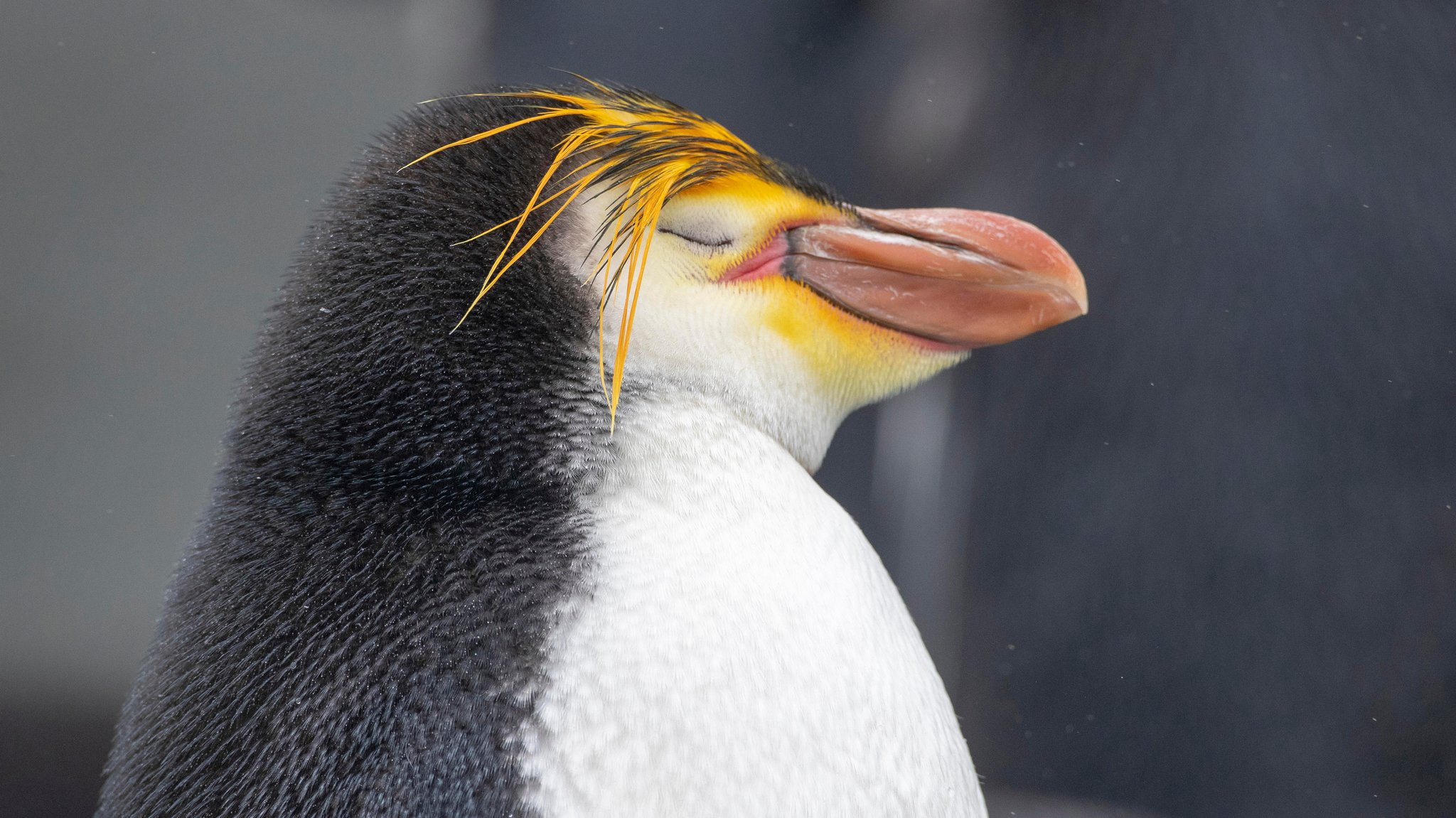Der Kopf eines Haubenpinguins | Bild: picture alliance / blickwinkel/AGAMI/M. Guyt | AGAMI/M. Guyt Der Kopf eines Haubenpinguins