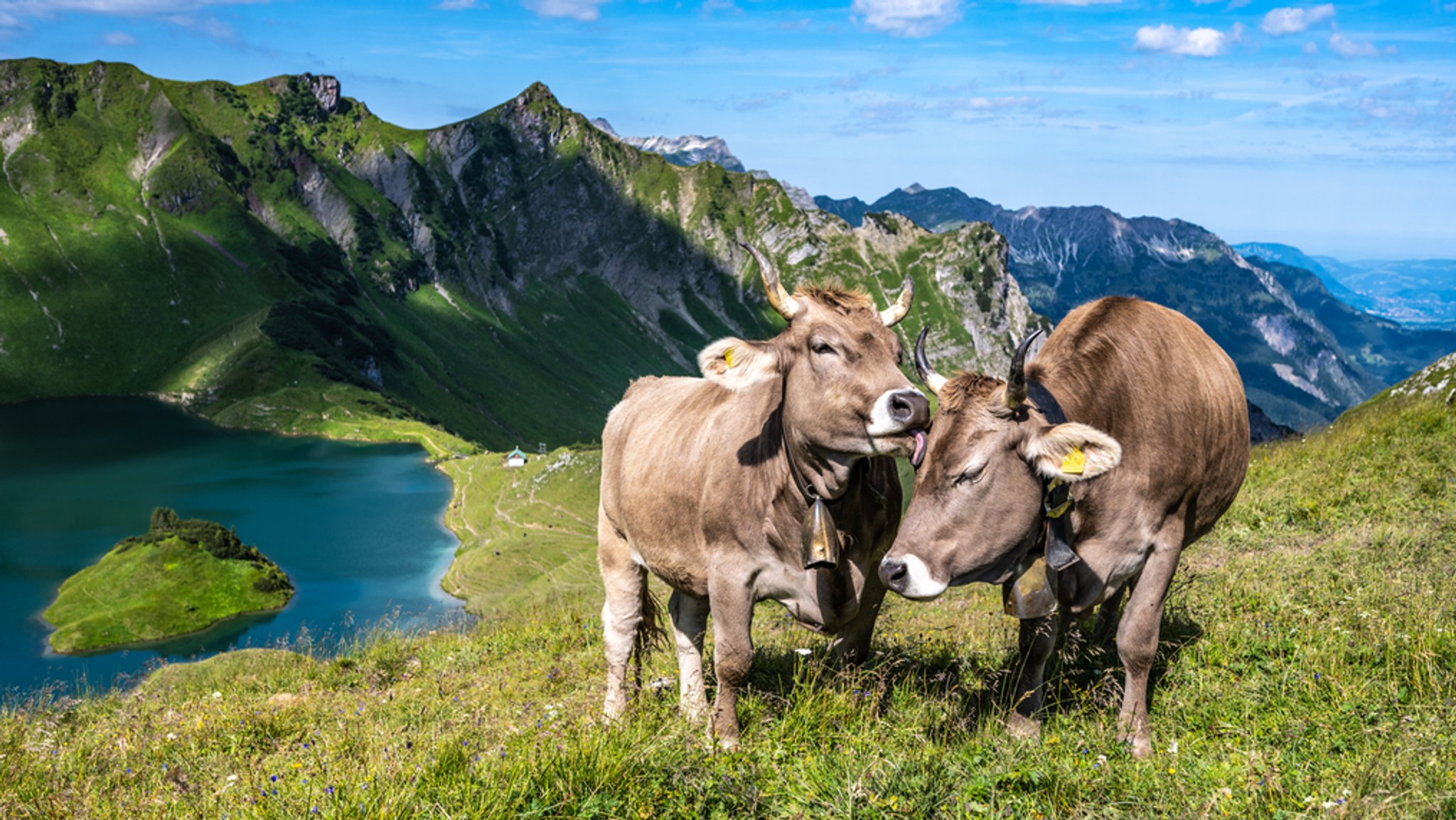 Rinder mit Hörnern: Ein Bild, das vielen vertraut sein dürfte. Der Trend geht jedoch in eine andere Richtung. Die Hörner werden weggezüchtet. Ob das gut oder schlecht ist, daran scheiden sich die Geister. | Bild: stock.adobe.com/Michael Rinder mit Hörnern: Ein Bild, das vielen vertraut sein dürfte. Der Trend geht jedoch in eine andere Richtung. Die Hörner werden weggezüchtet. Ob das gut oder schlecht ist, daran scheiden sich die Geister.