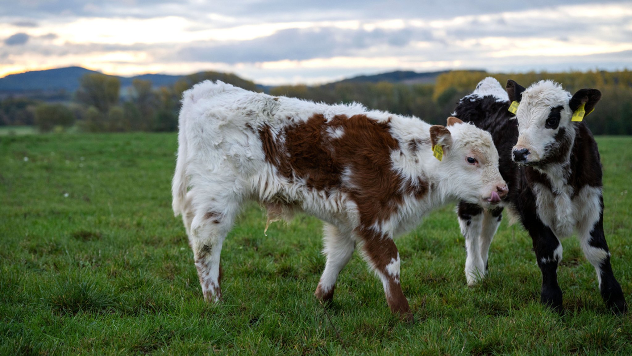 Zwei rund fünf Wochen alte Kälber spielen auf einer Weide, die nass ist vom Morgentau. (Symbolbild) Ein Unbekannter hat in Döhlau im Landkreis Hof auf ein Kalb eingestochen und es tödlich verletzt. | Bild: dpa-Bildfunk/Pia Bayer Zwei rund fünf Wochen alte Kälber spielen auf einer Weide, die nass ist vom Morgentau. (Symbolbild) Ein Unbekannter hat in Döhlau im Landkreis Hof auf ein Kalb eingestochen und es tödlich verletzt.