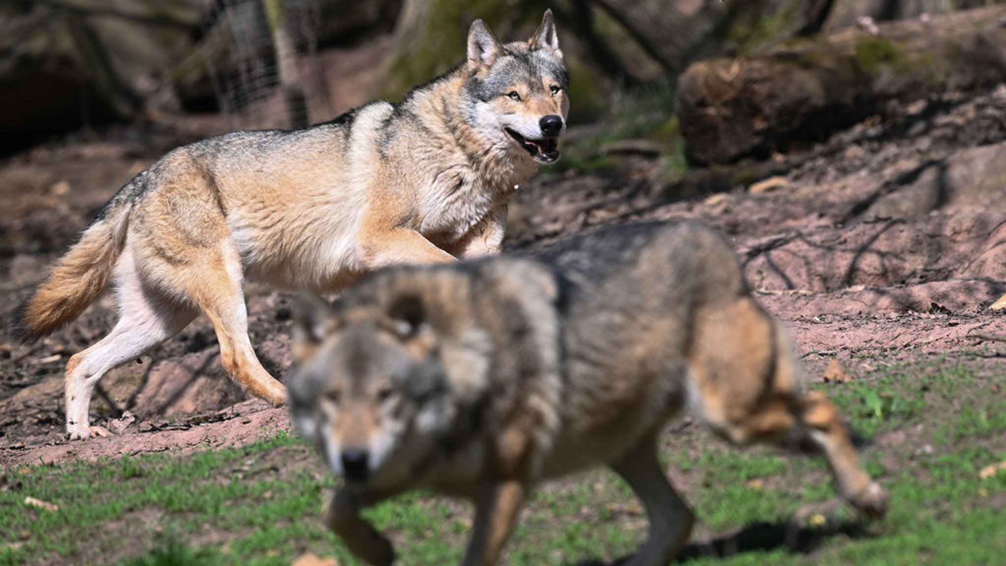 ARCHIV - 27.03.2025, Baden-Württemberg, Cleebronn: Zwei Europäische Wölfe (Canis lupus lupus), aufgenommen in einem Gehege im Wildparadies Tripsdrill. (zu dpa: «EU-Parlament macht Weg für mehr Wolf-Abschüsse frei») Foto: Bernd Weißbrod/dpa +++ dpa-Bildfunk +++
