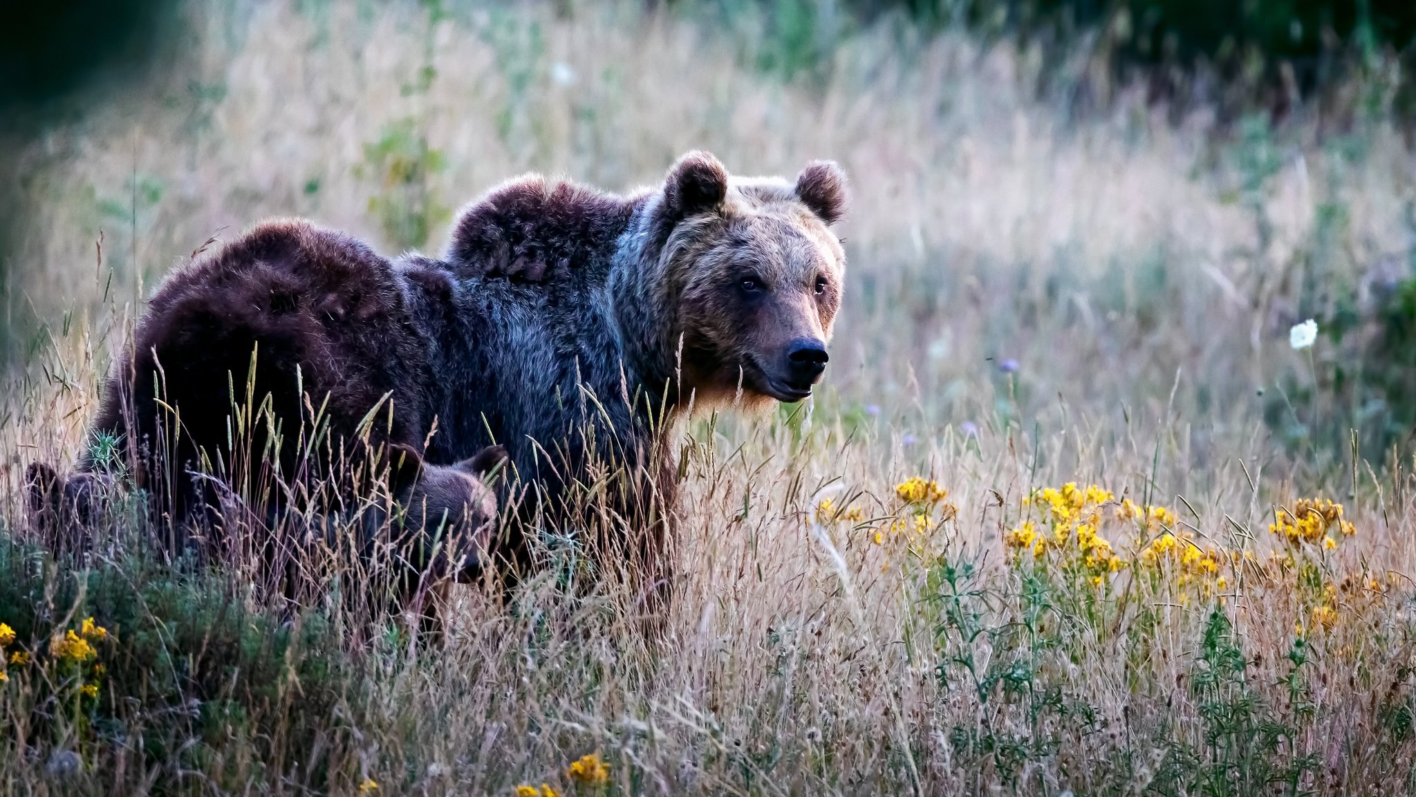 Archivbild: Braunbär in Italien | Bild: picture alliance / Pacific Press | Gennaro Leonardi Archivbild: Braunbär in Italien