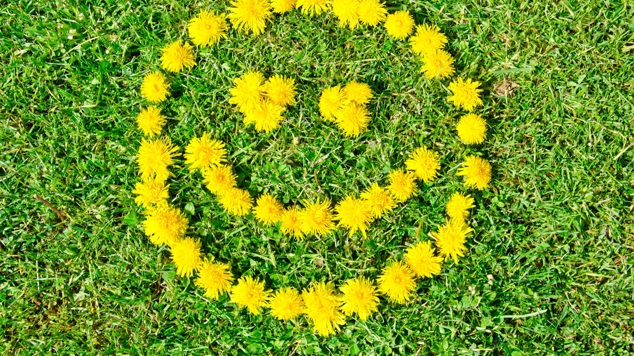 Auf einer Wiese liegen gelbe Löwenzahnblüten als Smiley. 