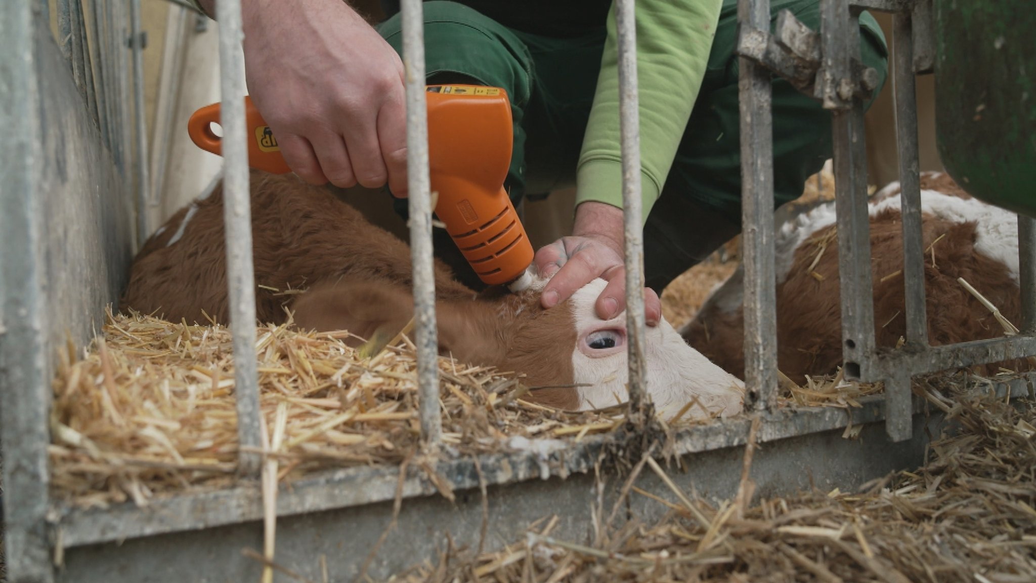 Die Hornknospen eines rund 3 Wochen alten Kalbs werden mit einem Brennstab verödet. Es hat zuvor drei Mittel gegen Schmerzen gespritzt bekommen. | Bild: BR / Unser Land Die Hornknospen eines rund 3 Wochen alten Kalbs werden mit einem Brennstab verödet. Es hat zuvor drei Mittel gegen Schmerzen gespritzt bekommen.