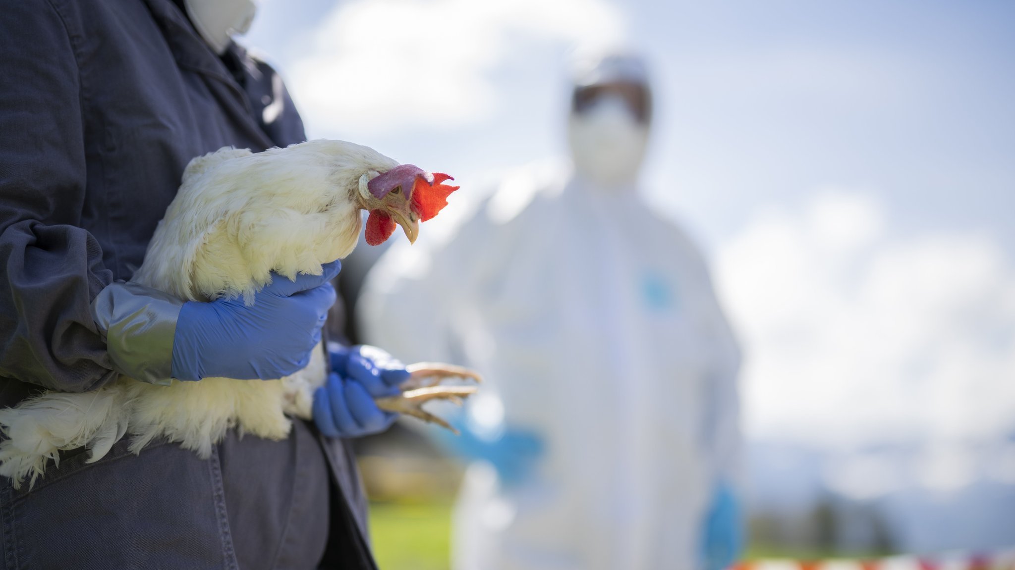 Ein Mann mit Schutzanzug hält ein Huhn in der Hand. | Bild: picture alliance/KEYSTONE | GIAN EHRENZELLER Ein Mann mit Schutzanzug hält ein Huhn in der Hand.